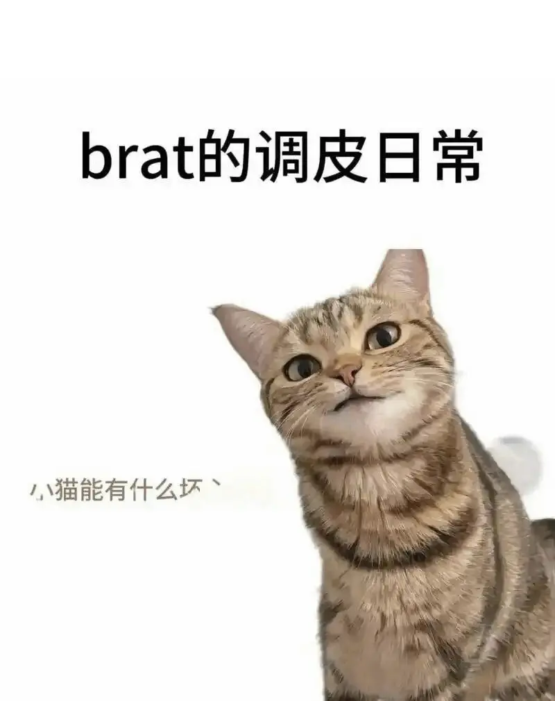西檬之家K9犬系怎么玩?字母圈新人入圈 一
